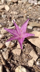 Colchicum variegatum