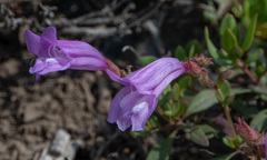 Penstemon fruticosus