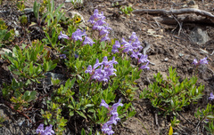 Penstemon fruticosus