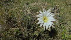 Echinopsis rhodotricha