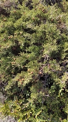 Juniperus turbinata