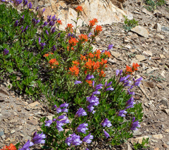Penstemon fruticosus