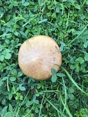 Suillus collinitus