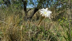 Echinopsis rhodotricha