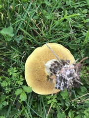 Suillus collinitus