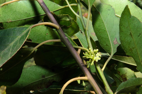 Ilex glomerata, 2013-04-17