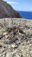 Limonium roridum
