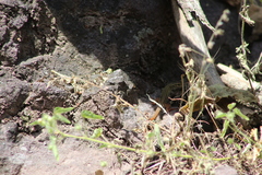 Aspidoscelis costatus