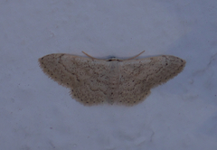 Idaea palaestinensis
