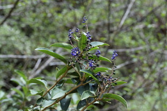 Monnina salicifolia