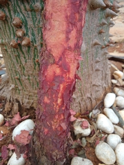 Copaifera langsdorffii