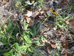 Rudbeckia missouriensis