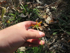 Rudbeckia missouriensis