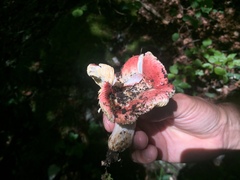 Russula maculata