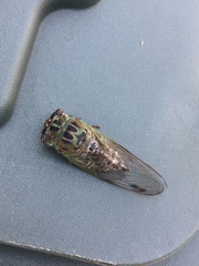 Cryptotympanina