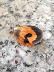 Eudocima serpentifera