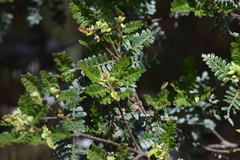 Weinmannia microphylla