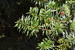 Podocarpus oleifolius