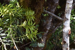 Podocarpus oleifolius