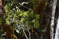 Podocarpus oleifolius