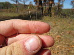 Aristida oligantha