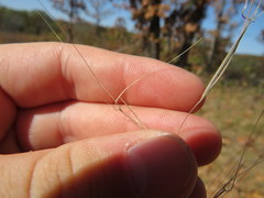 Aristida oligantha