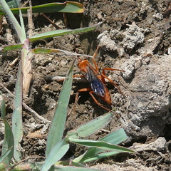 Tachypompilus unicolor