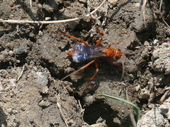 Tachypompilus unicolor