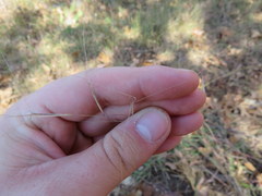 Aristida oligantha