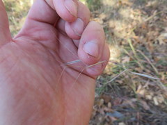 Aristida oligantha