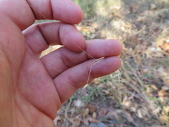 Aristida oligantha