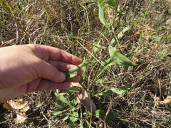 Solidago nemoralis decemflora