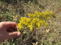 Solidago nemoralis decemflora
