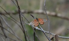 Acraea neobule neobule