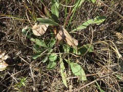 Solidago nemoralis decemflora