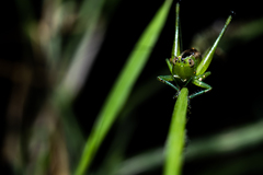 Conocephalus ictus