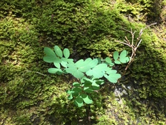 Hippocrepis emerus