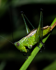 Conocephalus ictus