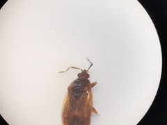 Brachysteles parvicornis