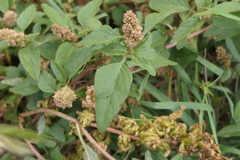 Amaranthus deflexus