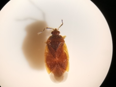 Brachysteles parvicornis