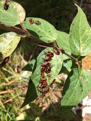 Tropidothorax leucopterus