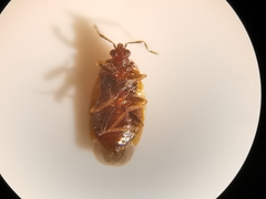 Brachysteles parvicornis