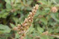 Amaranthus deflexus