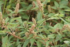 Amaranthus deflexus