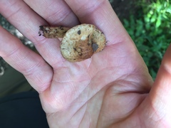 Hebeloma sacchariolens