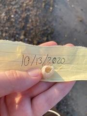 Amphibalanus eburneus