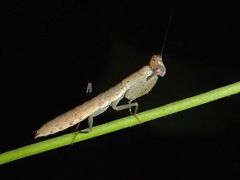 Compsomantis