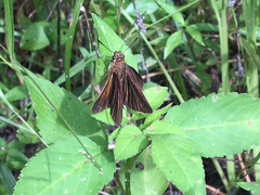 Euphyes dukesi calhouni