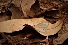 Dixeia doxo parva